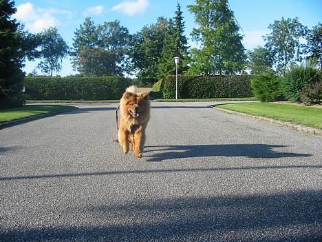 Blanding af racer Bertha - nu kommer jeg! billede 2