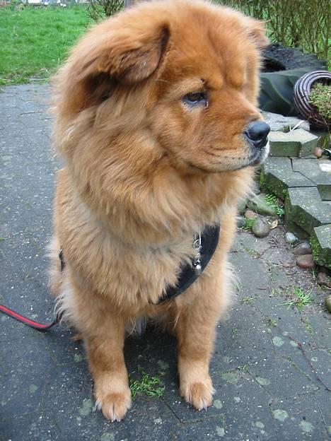 Blanding af racer Bertha - model billede 4