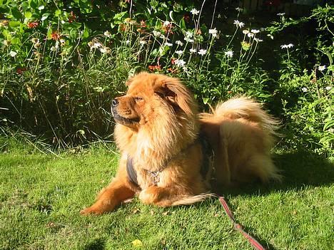 Blanding af racer Bertha - vagthunden billede 5