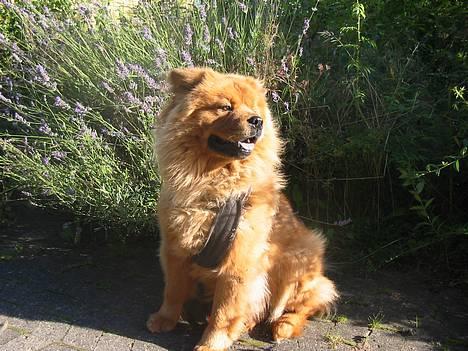 Blanding af racer Bertha - gider altså ikke lege model hele tiden! billede 8