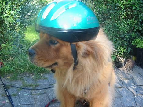 Blanding af racer Bertha - HUSK altid styrthjelm..! hihi billede 6