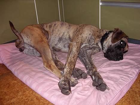 Grand danois Chanél billede 5