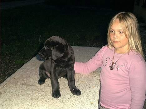 Labrador retriever Cheko - Cheko som lille sammen med Kitwa billede 1