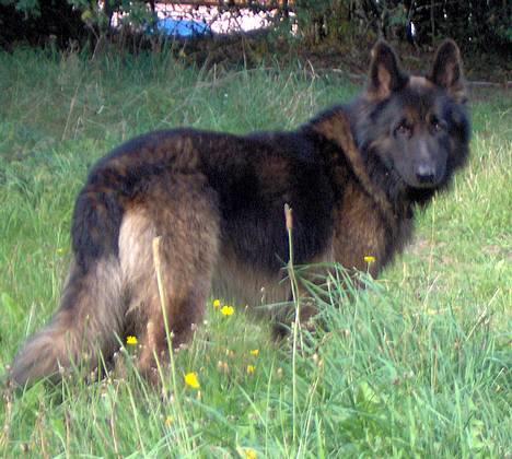 Schæferhund Buster *på de evige enge* billede 8