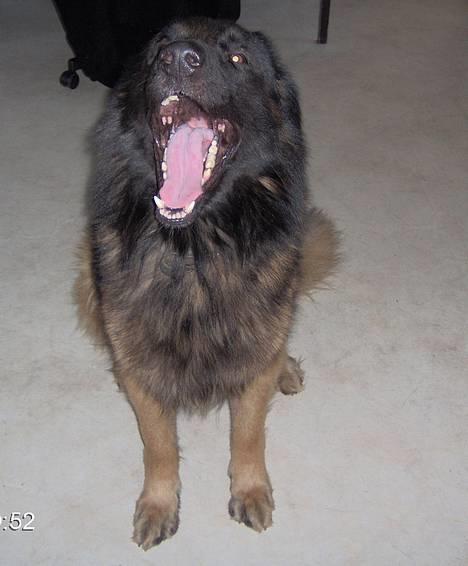 Schæferhund Buster *på de evige enge* - "I´m Siiiiiingin in the raiiiiiiin!!!!" billede 9