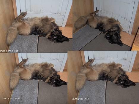 Schæferhund Buster *på de evige enge* - Han har lige ædt en stor kage jeg tabte på gulvet :´-(   (Bemærk at det er hans: "UHH-jeg-har-det -godt-lige-nu!"-stilling! billede 10