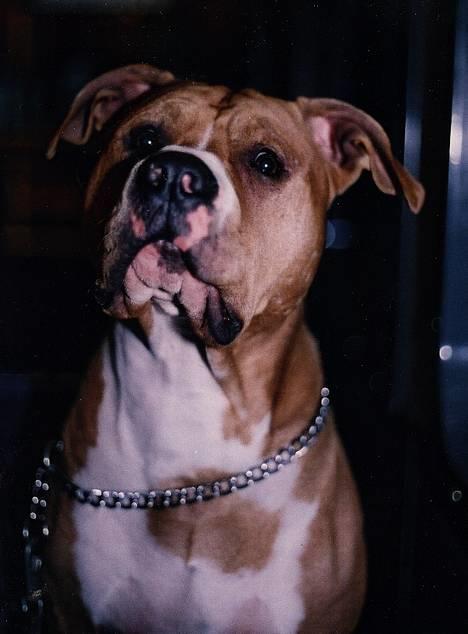 Amerikansk staffordshire terrier Chika's Lille Lemmy - "Har du noe godt til meg mamma?" billede 5
