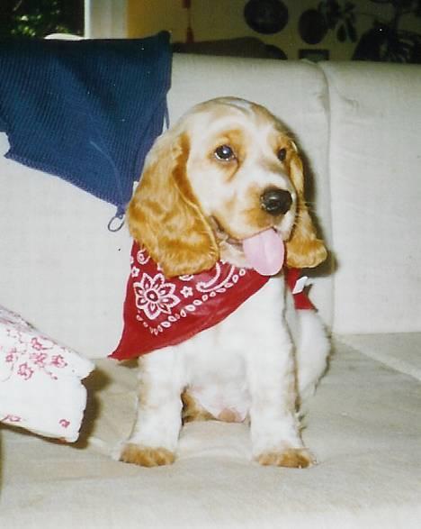 Cocker spaniel Vaks 16./5. - Her er så et billede fra den gang Vaks var lille... Super sød, men synes nu at han er blevet smukkere med alderen... :o) billede 7