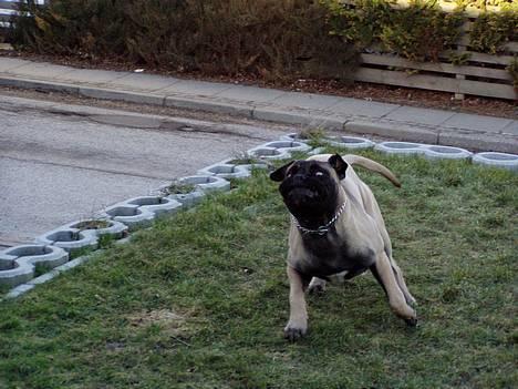 Bullmastiff ~OZZY~ Lækkerdrengen!     - Ozzy brænder krudt af  billede 4