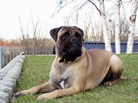 Bullmastiff ~OZZY~ Lækkerdrengen!     - smukke i haven..15.april 06..Har et stykke pind i munden, er derfor lidt bulen i den ene kind. billede 5