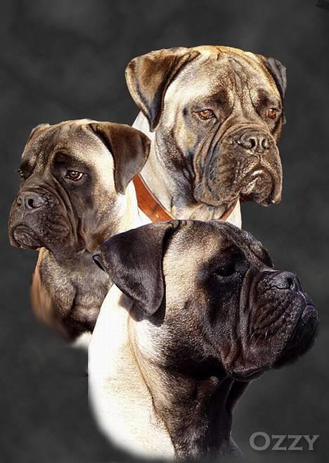 Bullmastiff ~OZZY~ Lækkerdrengen!     - Denne smukke collage er lavet af Rikke H.   billede 6