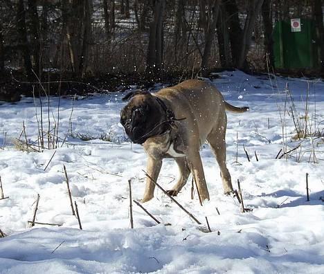 Bullmastiff ~OZZY~ Lækkerdrengen!     - ADVARSEL...Kan også forekomme indendøre... billede 7