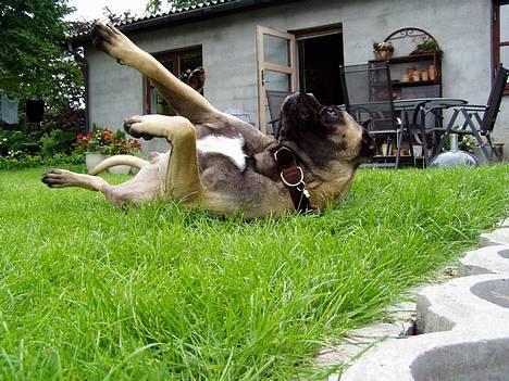 Bullmastiff ~OZZY~ Lækkerdrengen!     - Er sommeren ikke bare herlig 2005? billede 8