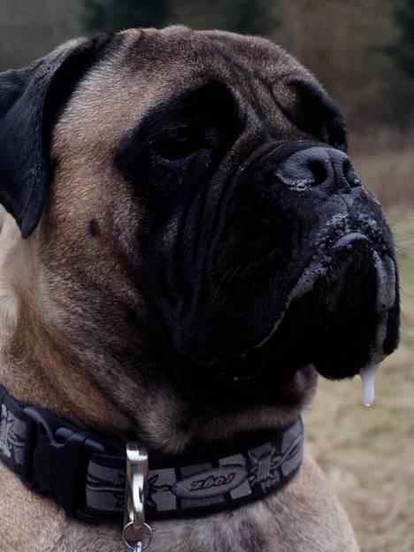 Bullmastiff ~OZZY~ Lækkerdrengen!     - Ozzy i hundeskoven 4/2 07 billede 9