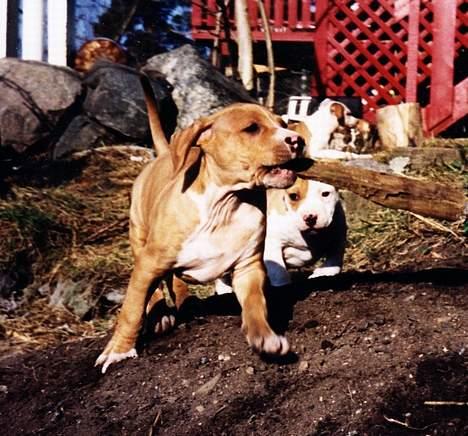 Amerikansk staffordshire terrier Chika's Lille Lemmy - Lemmy 6uker. En bestemt liten rakker! billede 6