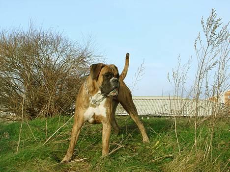 Boxer Conrad billede 9