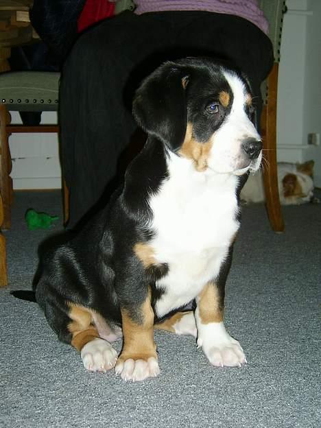 Grosser schweizer sennenhund Bella billede 1