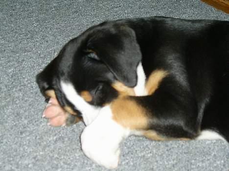 Grosser schweizer sennenhund Bella billede 2