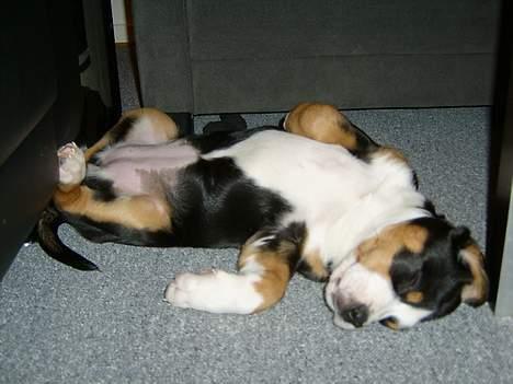 Grosser schweizer sennenhund Bella billede 3