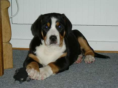 Grosser schweizer sennenhund Bella billede 4