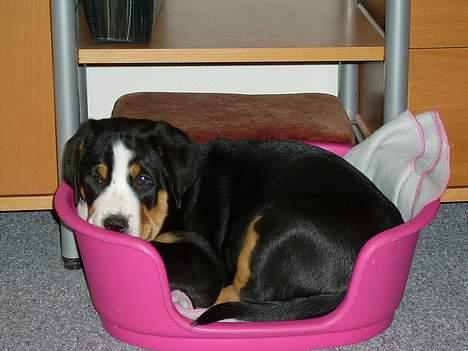 Grosser schweizer sennenhund Bella - Bella kunne lige klemme sig ned i den mindste (45 cm) af chichuahua´ernes kurve. billede 5