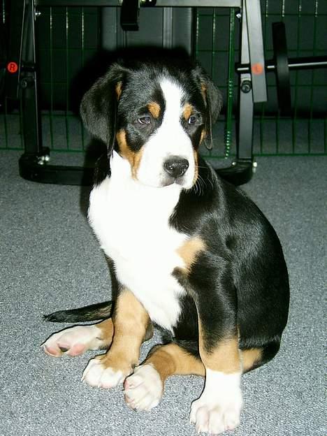 Grosser schweizer sennenhund Bella billede 6