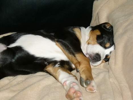 Grosser schweizer sennenhund Bella billede 7