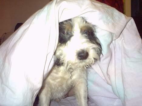 Blanding af racer Rollo - rollo med dyne billede 5