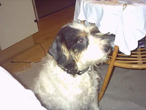 Blanding af racer Rollo - hvem der? billede 2