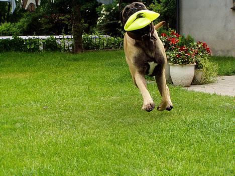 Bullmastiff ~OZZY~ Lækkerdrengen!     - FULD FART OG FLAD FODBOLD billede 10