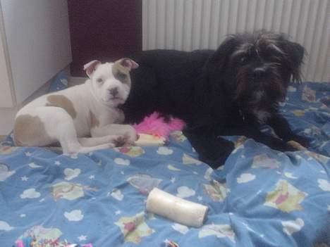 Amerikansk staffordshire terrier Frieda - Frieda og gl. Mille billede 5