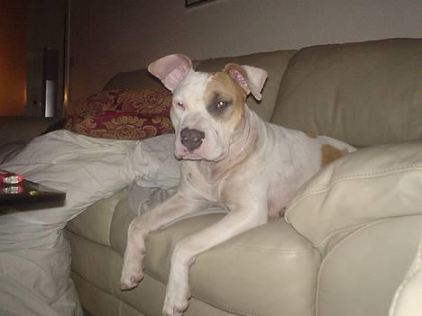 Amerikansk staffordshire terrier Frieda - vi hygger..... altid i sofaen,he-he... billede 6