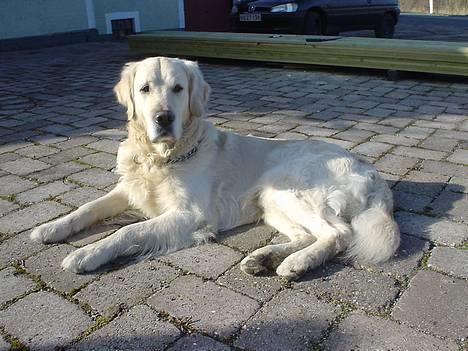 Golden retriever Buller  billede 1