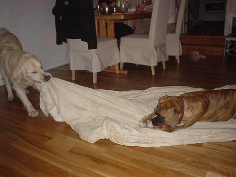 Golden retriever Buller  - Det er MIN dyne!!! billede 2