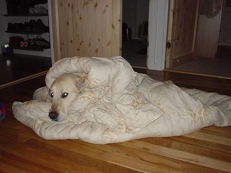 Golden retriever Buller  - Buller med hans elskede dyne... billede 3