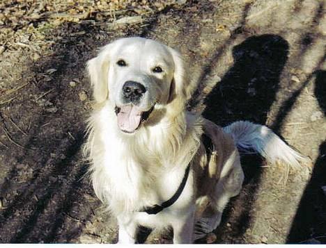 Golden retriever Valde - MORS DRENG billede 1