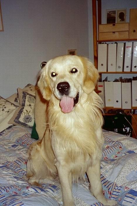 Golden retriever Valde - LIDT LÆKKER ER MAN VEL billede 2