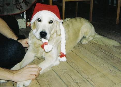 Golden retriever Valde - VILD MED NISSEHUER OG JULENS GLÆDER billede 3