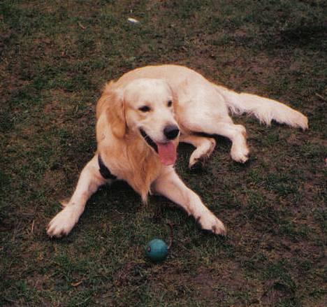 Golden retriever Valde - PASSIONERET BOLDSPILLER billede 4