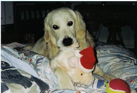 Golden retriever Valde - MORS SENG ER DEN BEDSTE KURV TIL PLYSDYRENE OG MIG billede 5
