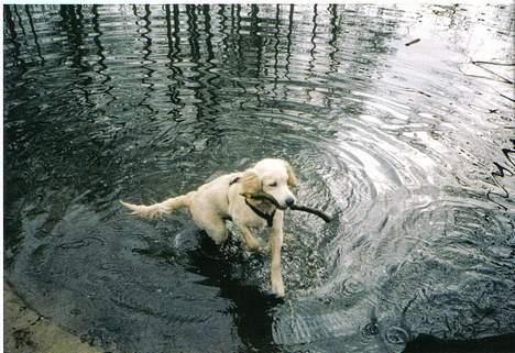 Golden retriever Valde - DET BEDSTE JEG VED :VAND OG PIND billede 7
