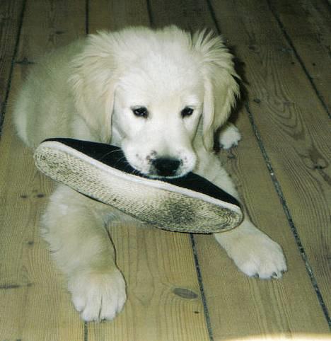 Golden retriever Valde - SUTSKOGUF billede 8
