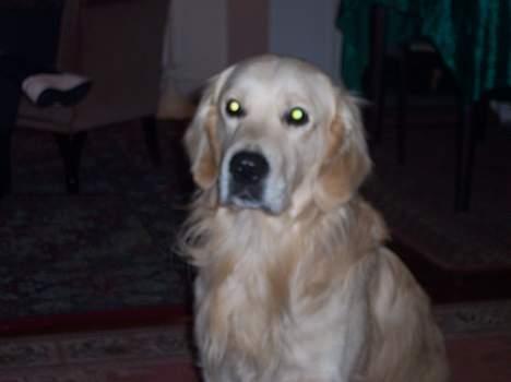 Golden retriever Valde - 2 ÅR, HAR NORMALT BRUNE ØJNE billede 9