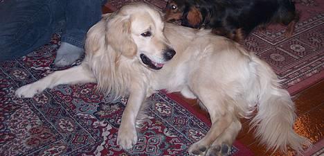 Golden retriever Valde - VALDE HYGGER MED SURE TÆER OG LAURITS billede 10