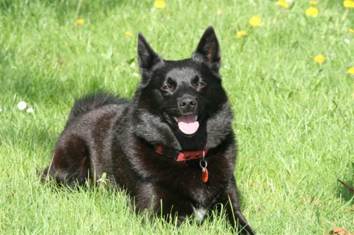 Norsk buhund Anti - "Jeg elsker at ligge i haven og følge med i hvad der sker omkring mig" billede 6