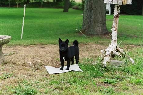 Norsk buhund Anti - "Her vil jeg gerne have maden serveret!" billede 18