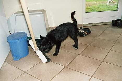 Norsk buhund Anti - "Jeg er enormt god til at gøre rent. Specielt feje og vaske gulv." billede 16