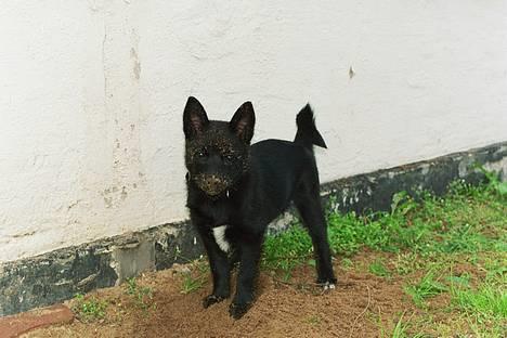 Norsk buhund Anti - "Huller i haven? Det kender jeg ikke noget til" billede 21