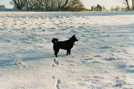 Norsk buhund Anti - "Jeg eeelsker sne. Allerhelst store driver jeg kan hoppe ind i." billede 8