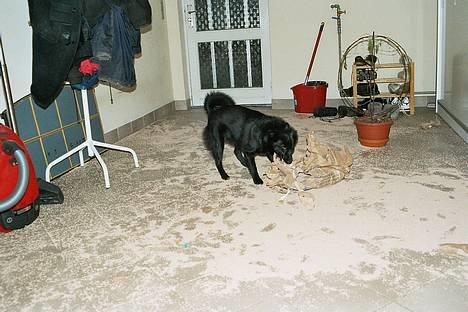 Norsk buhund Anti - "Var I klar over, at 10 liter kattegrus fylder så meget?" billede 20